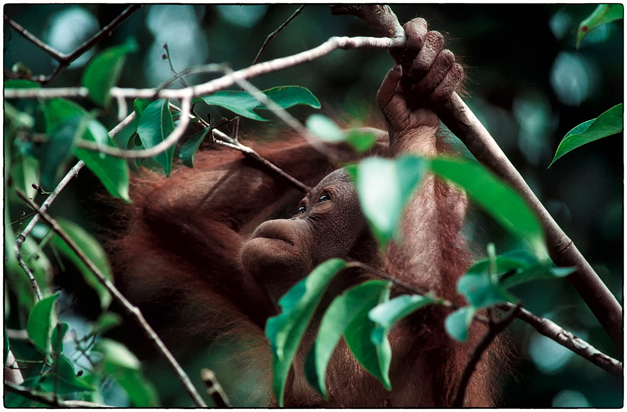 Orang Utans, gejagt, entwürdigt, traumatisiert